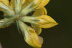 Bird's-foot trefoil